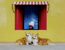 Picture Puzzles 104