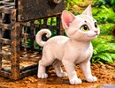 Free Captured Kitten